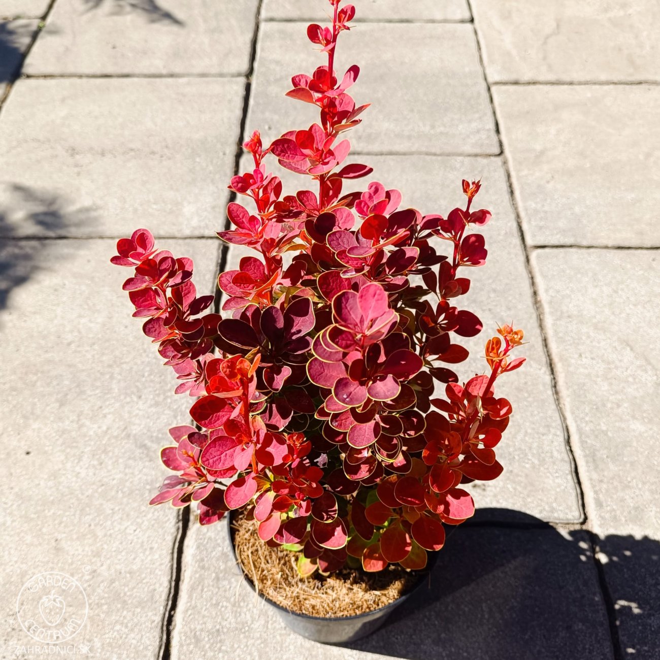 Obrázok Dráč thunbergov (Berberis thunbergii) ´ORANGE SUNRISE®´ - výška 30-40 cm, kont. C2L